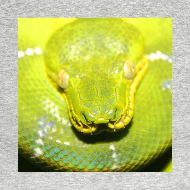 Emerald Tree Boa #2 by Carole-Anne